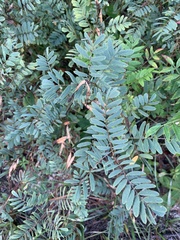 Tephrosia virginiana