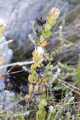 Erepsia forficata