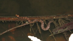 Homalopsis buccata