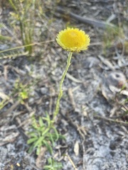 Coronidium scorpioides