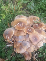 Armillaria mellea