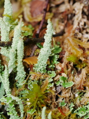 Cladonia scabriuscula