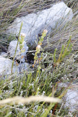 Erepsia forficata