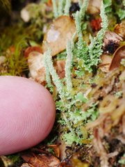Cladonia scabriuscula