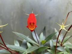 Seemannia sylvatica