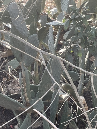 iNaturalist observation photo of Prickly Pears