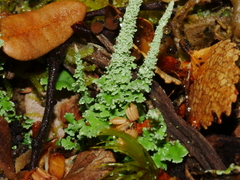 Cladonia scabriuscula