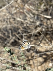 Brephidium exilis exilis