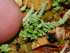 Cladonia scabriuscula