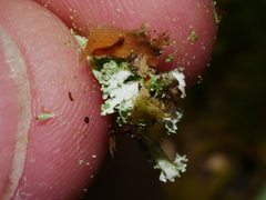 Cladonia scabriuscula