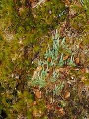 Cladonia scabriuscula