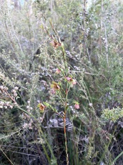 Pimelea linifolia