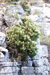 Geocolaptes olivaceus