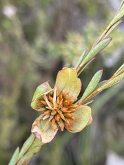 Pimelea linifolia