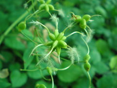 Clematis recta