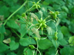 Clematis recta