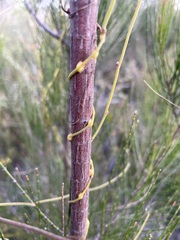 Cassytha pubescens