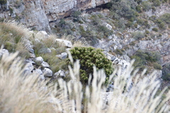 Protea lepidocarpodendron