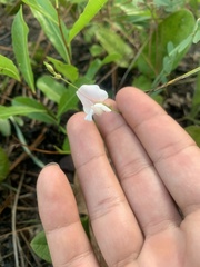 Tephrosia spicata