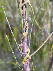 Cassytha pubescens