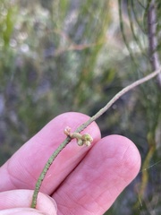 Cassytha pubescens