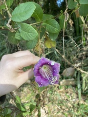 Cobaea scandens