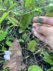 Tephrosia spicata