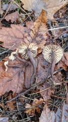 Macrocystidia cucumis latifolia