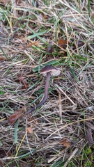 Macrocystidia cucumis latifolia