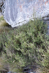 Seriphium cinereum