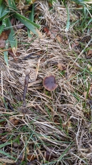 Macrocystidia cucumis latifolia