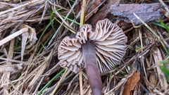 Macrocystidia cucumis latifolia