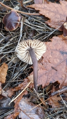 Macrocystidia cucumis latifolia