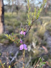 Tetratheca labillardierei