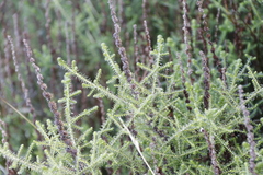 Seriphium cinereum