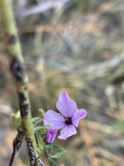 Tetratheca labillardierei