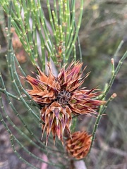 Cylindrococcus spiniferus