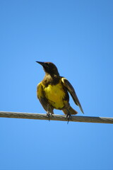 Pseudoleistes virescens