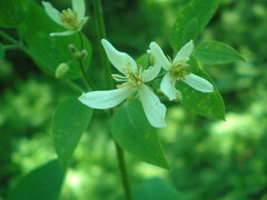 Clematis recta