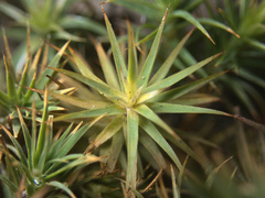 Polytrichadelphus magellanicus