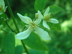 Clematis recta