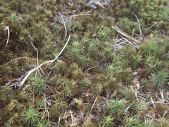 Polytrichadelphus magellanicus