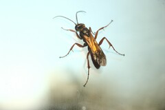 Priocnemis conformis