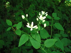 Clematis recta