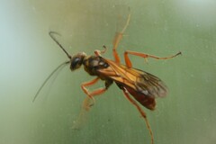 Priocnemis conformis