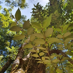 Atherosperma moschatum