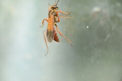 Priocnemis conformis