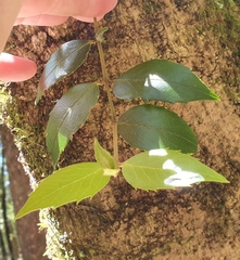 Atherosperma moschatum