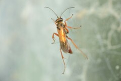 Priocnemis conformis