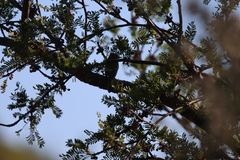 Empidonax difficilis cineritius